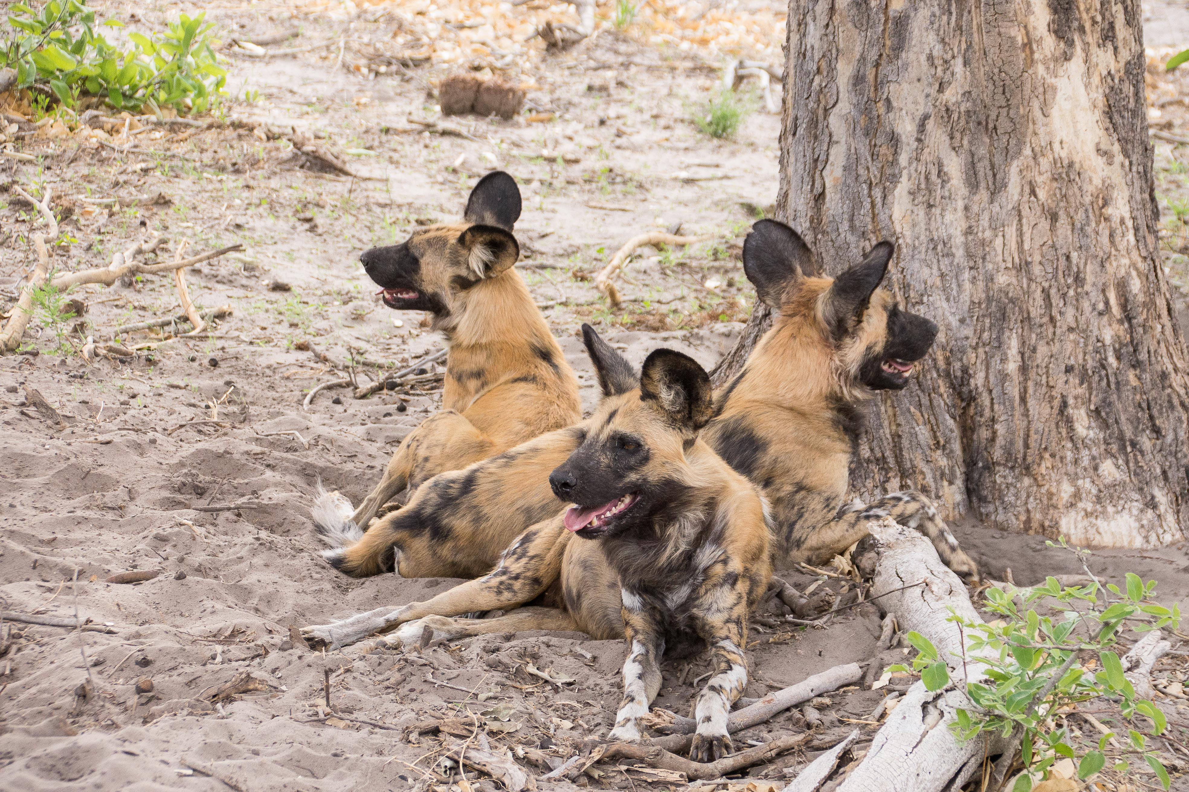 Lycaons (Wild dogs, Lycaon pictus), 3 mâles se reposent tout en contrôlant du regard  leur environnement . Réserve de Kwando, Botswana.